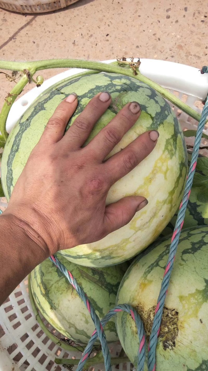 大棚西瓜