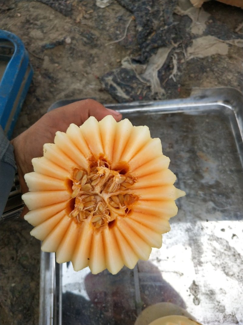 河南东方蜜2号，红玉2号红金蜜甜瓜，万亩大棚基龚垒代办