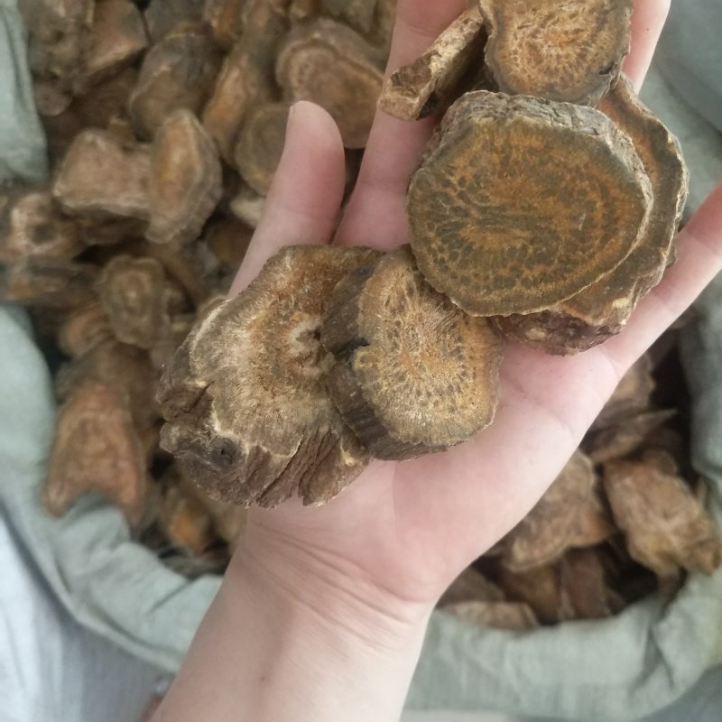 振兴药材批发供应马蹄大黄规格齐全产地直供一手货源全国发货