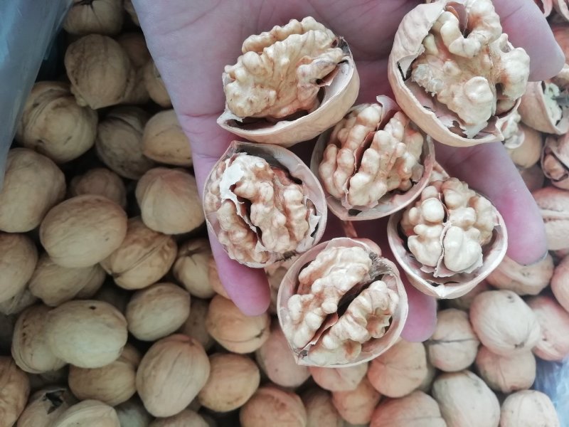 新货一手货源包退包换新疆核桃纸皮核桃185纸皮核桃