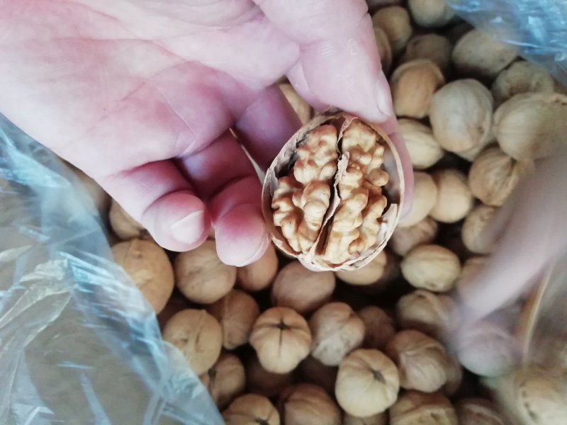 新货一手货源包退包换新疆核桃纸皮核桃185纸皮核桃