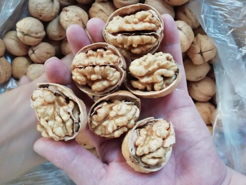 新货一手货源包退包换新疆核桃纸皮核桃185纸皮核桃