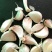 大蒜【白皮蒜】【白皮脱水蒜】红皮川蒜，脱水炸油米料，