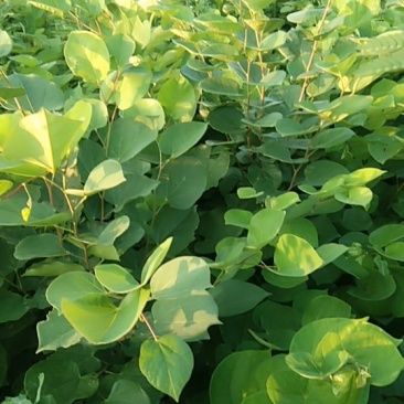 紫荆丛生，三年苗，分枝五枝以上