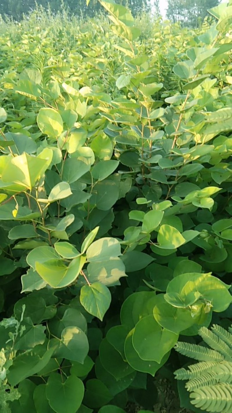 紫荆丛生，三年苗，分枝五枝以上