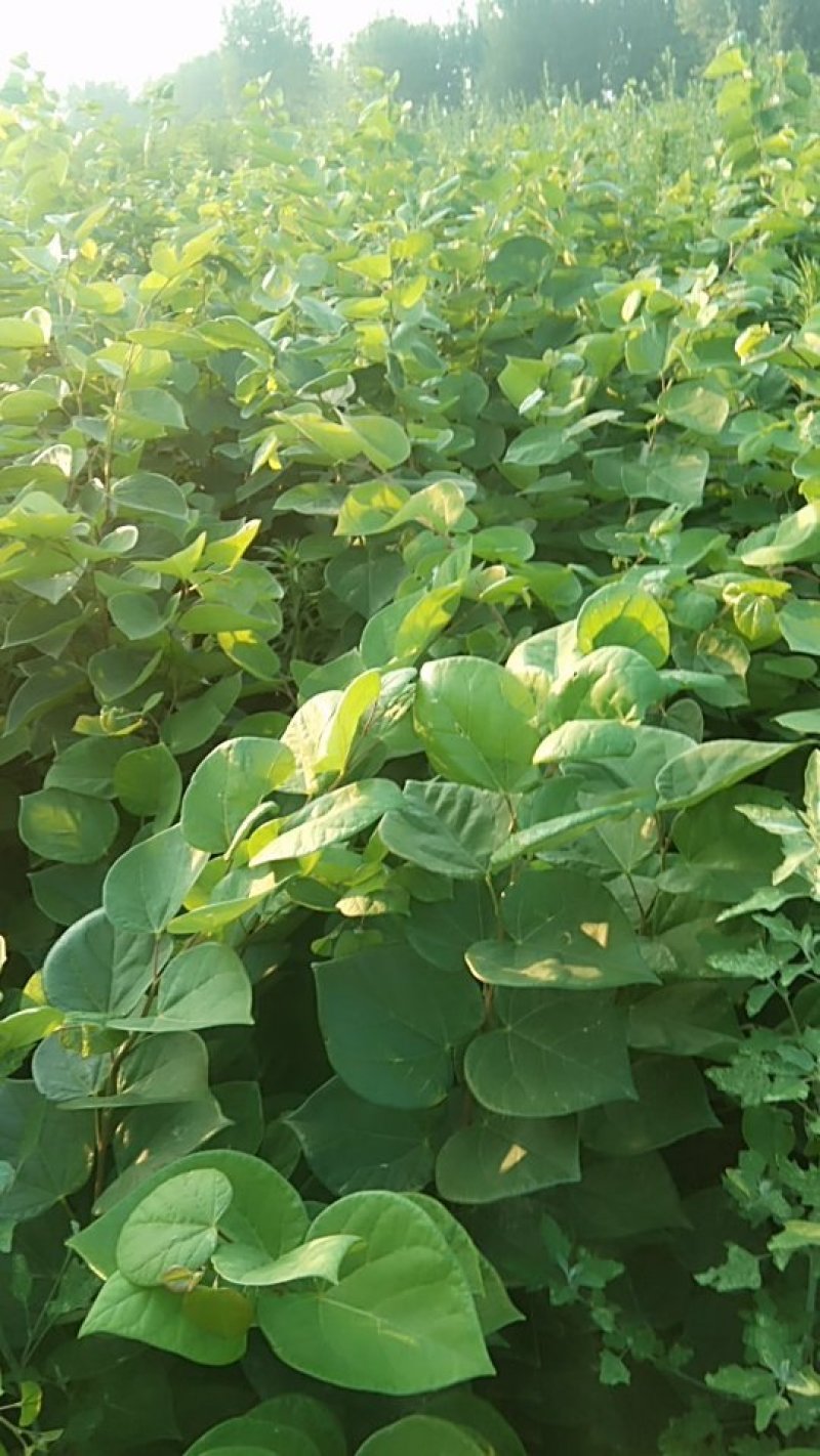 紫荆丛生，三年苗，分枝五枝以上