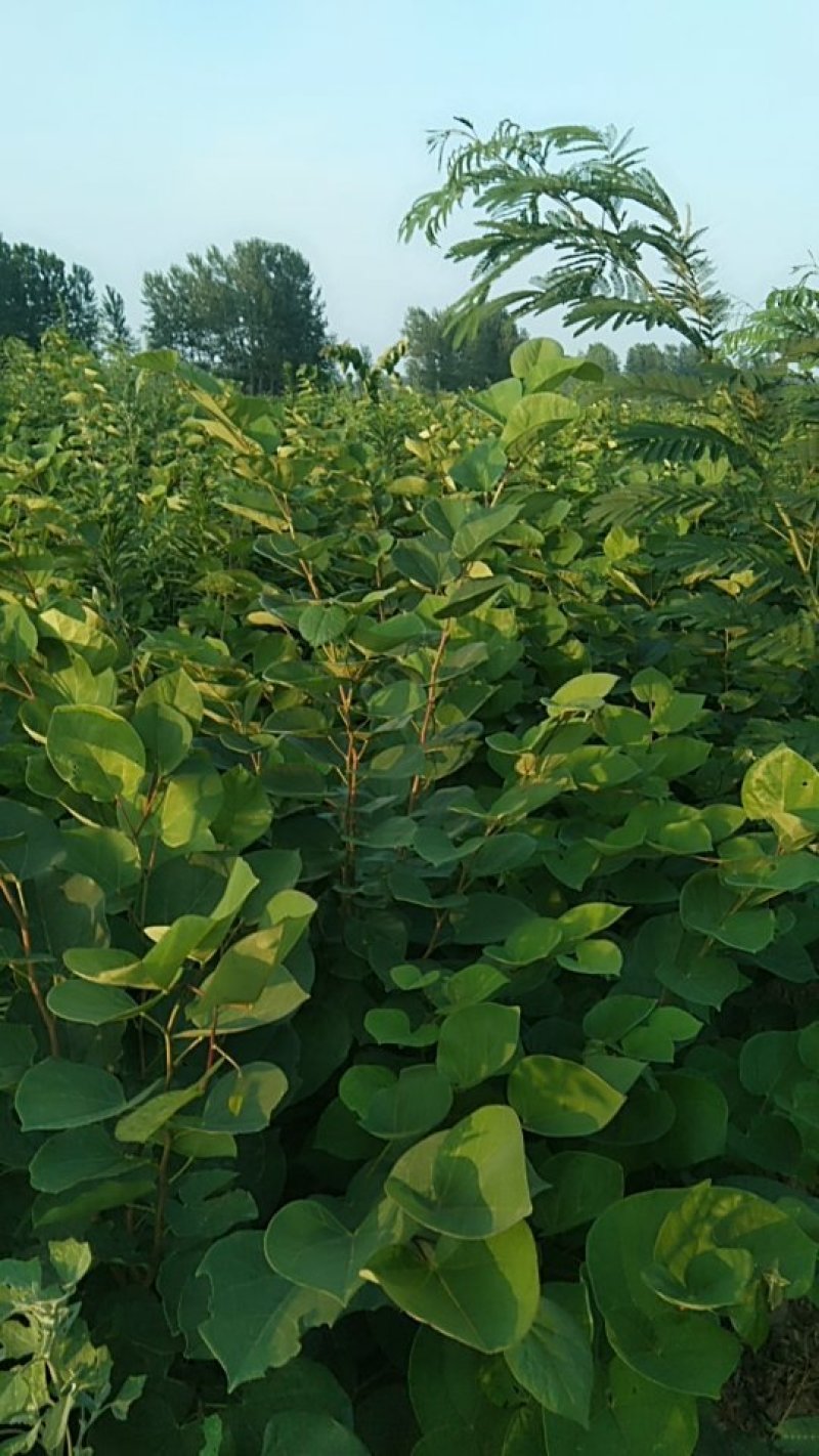 紫荆丛生，三年苗，分枝五枝以上