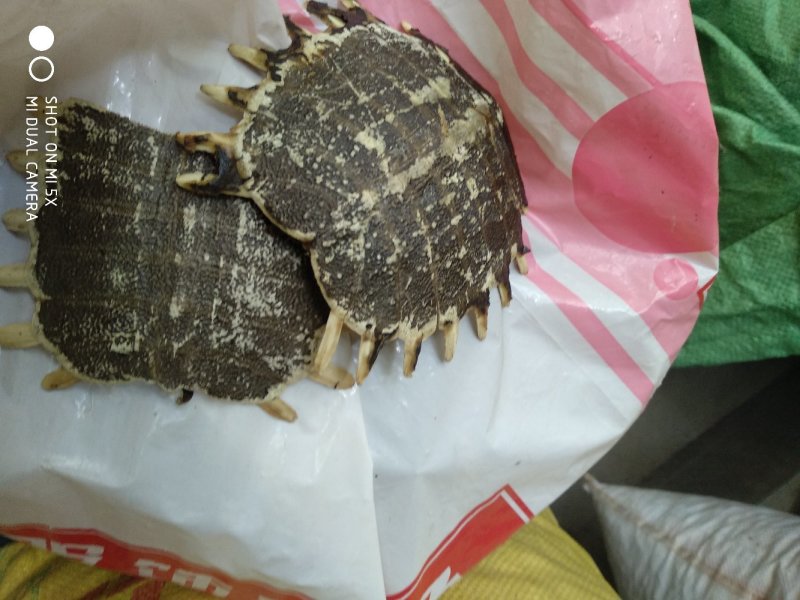 龟甲野：零售:批发:小龟甲一手货源欢迎釆购