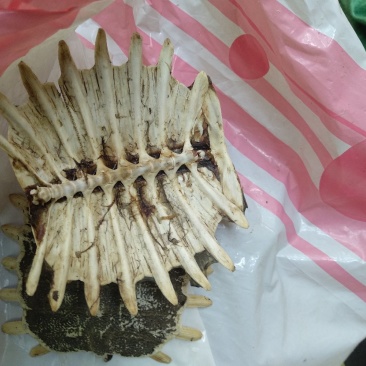 龟甲野：零售:批发:小龟甲一手货源欢迎釆购