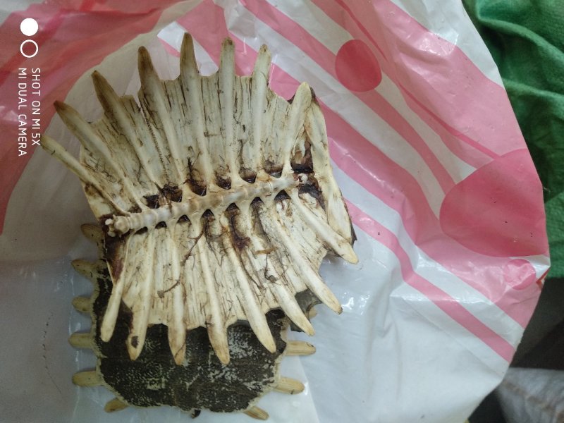 龟甲野：零售:批发:小龟甲一手货源欢迎釆购