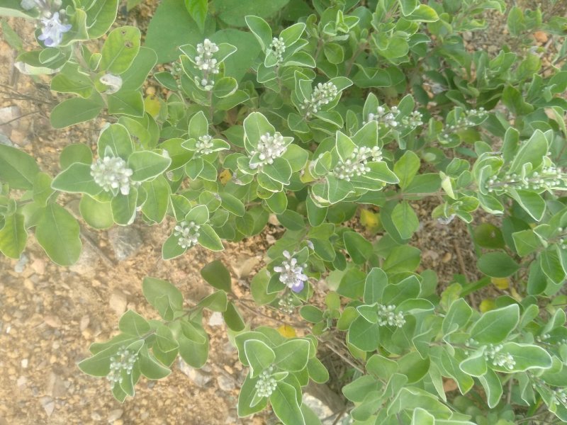 蔓荆子大苗（单叶正品）