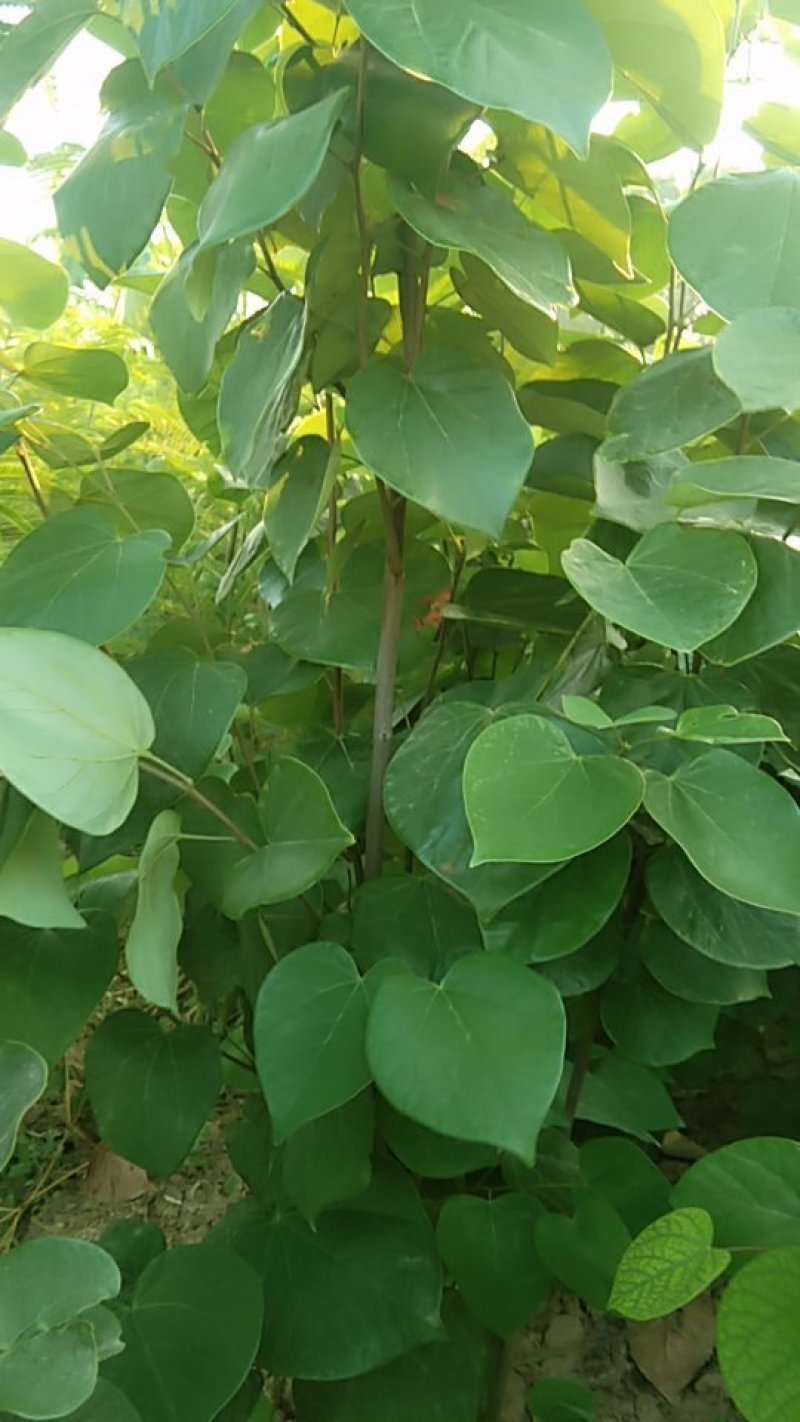 紫荆丛生，三年苗，分枝五枝以上