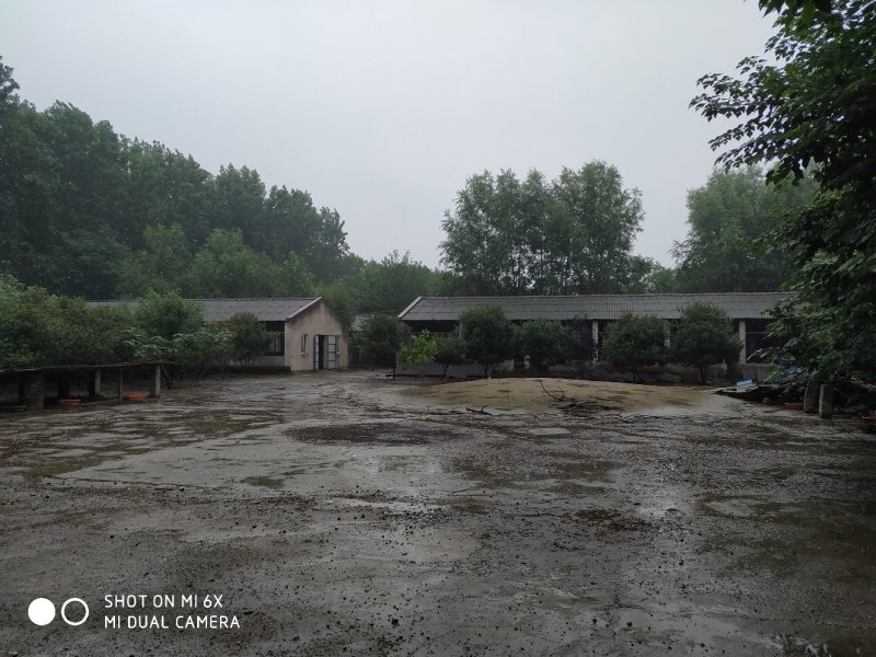 出售或出租沙洋30亩养殖场