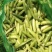 【优质】吉林青豌豆豌豆豌豆荚产地直供