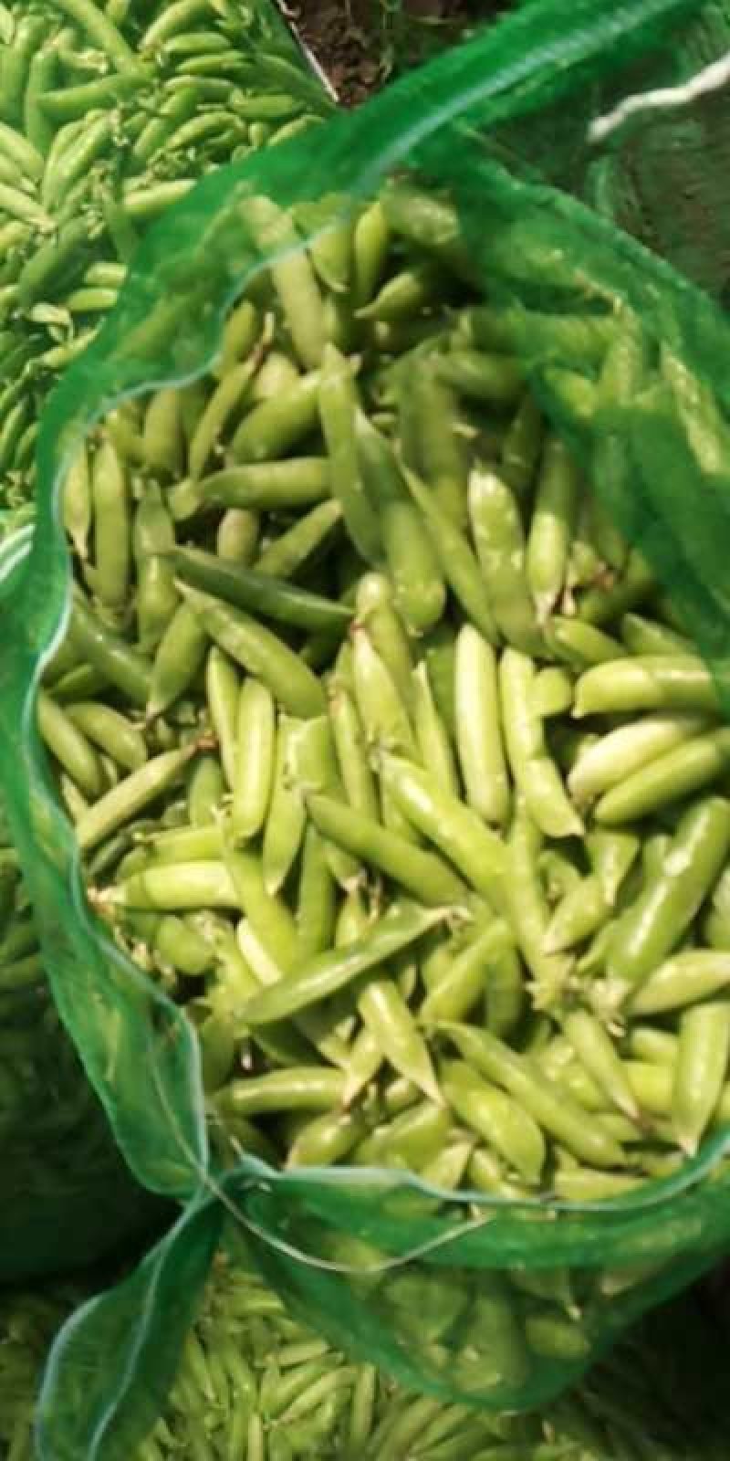 【优质】吉林青豌豆豌豆豌豆荚产地直供
