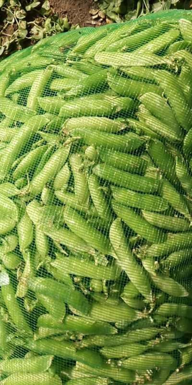 【优质】吉林青豌豆豌豆豌豆荚产地直供