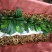 君子兰4-6叶小苗种植户直销一手货源视频照片看货质量保障