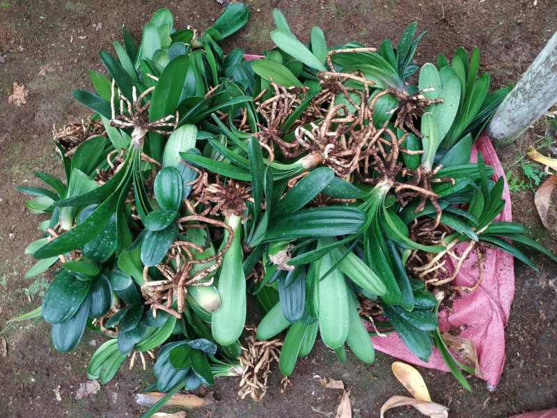 君子兰4-6叶小苗种植户直销一手货源视频照片看货质量保障