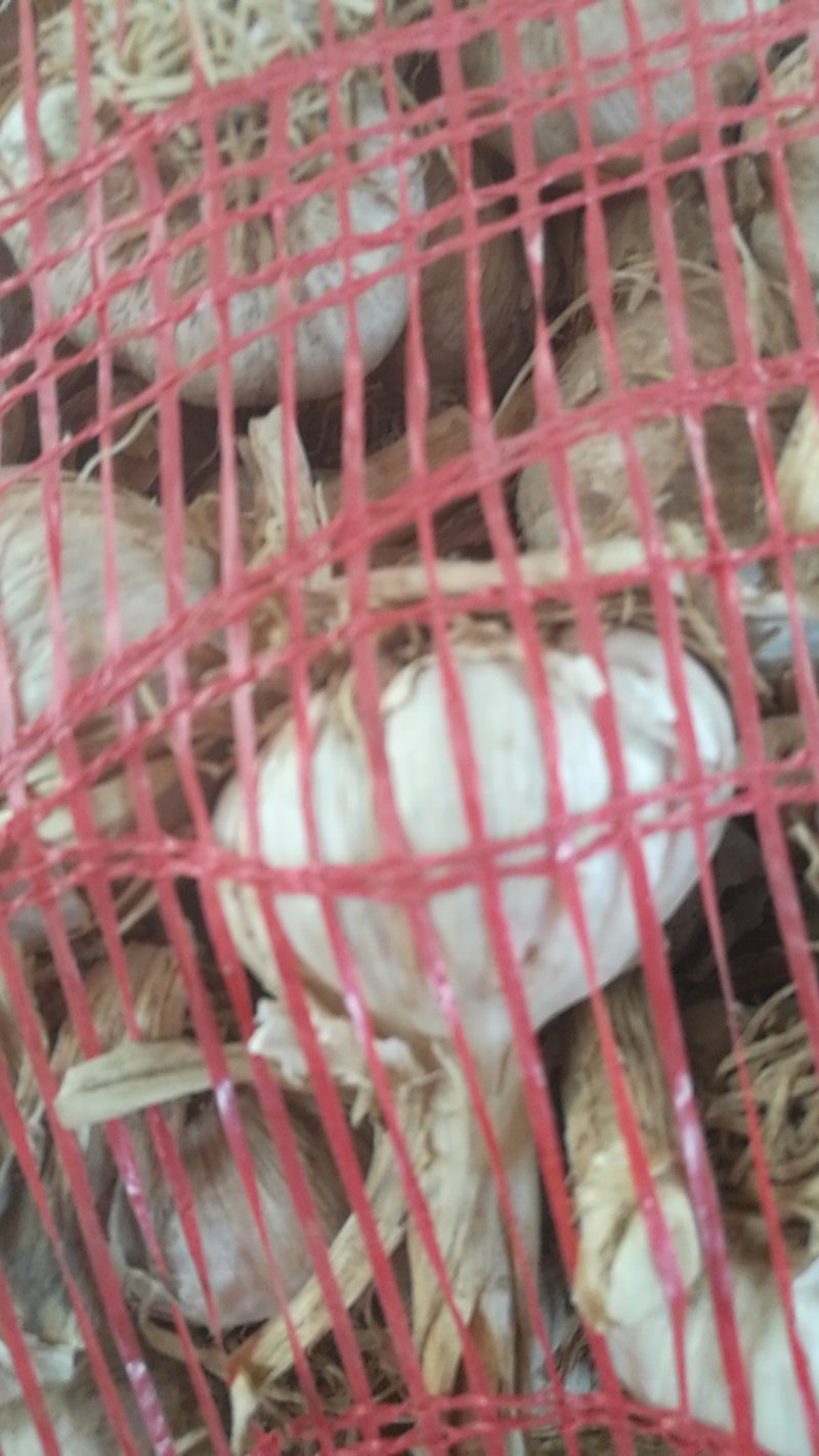 红根蒜苗种子红遍天下适合全国各地种植