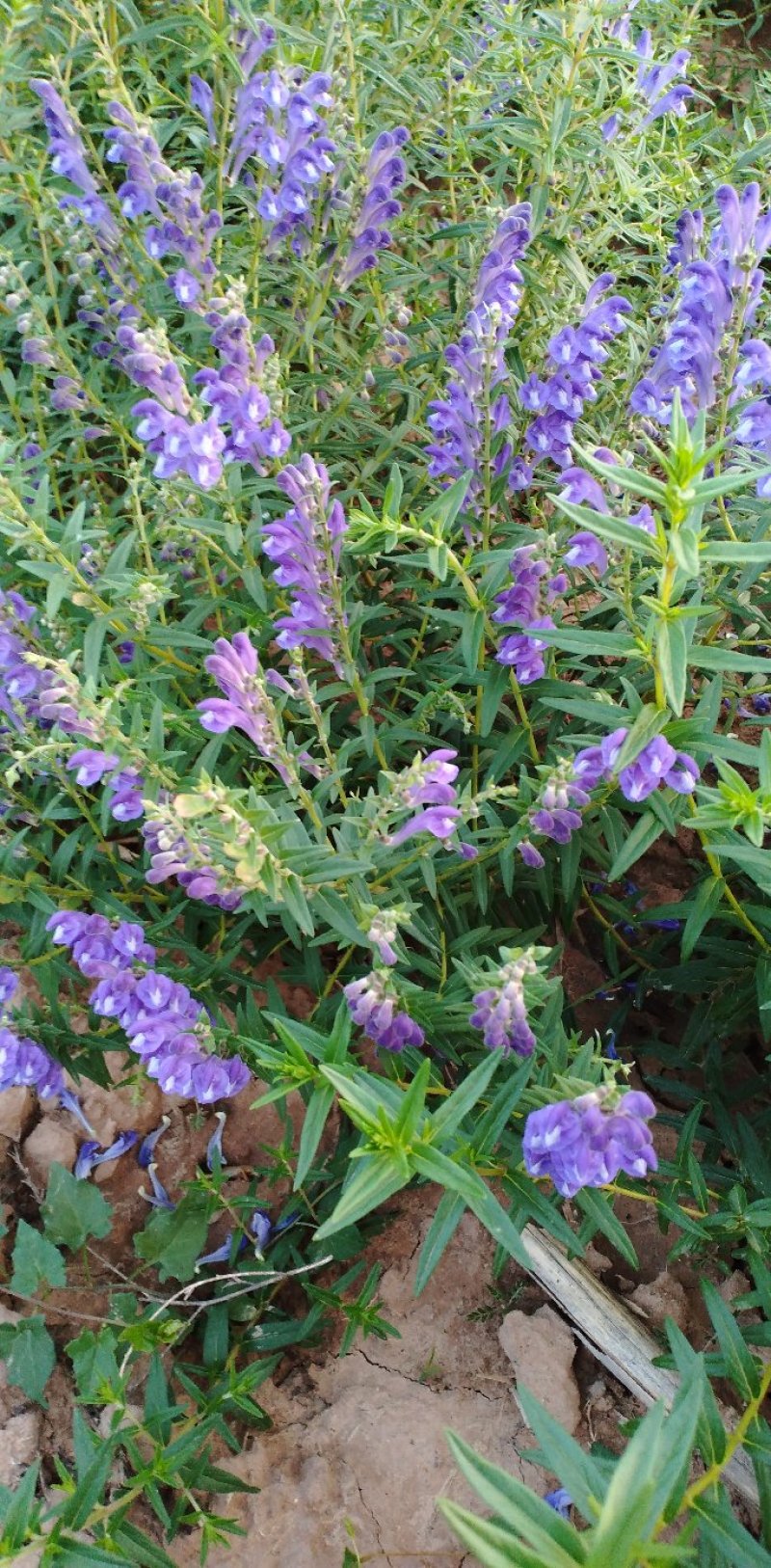 新品种黄芩