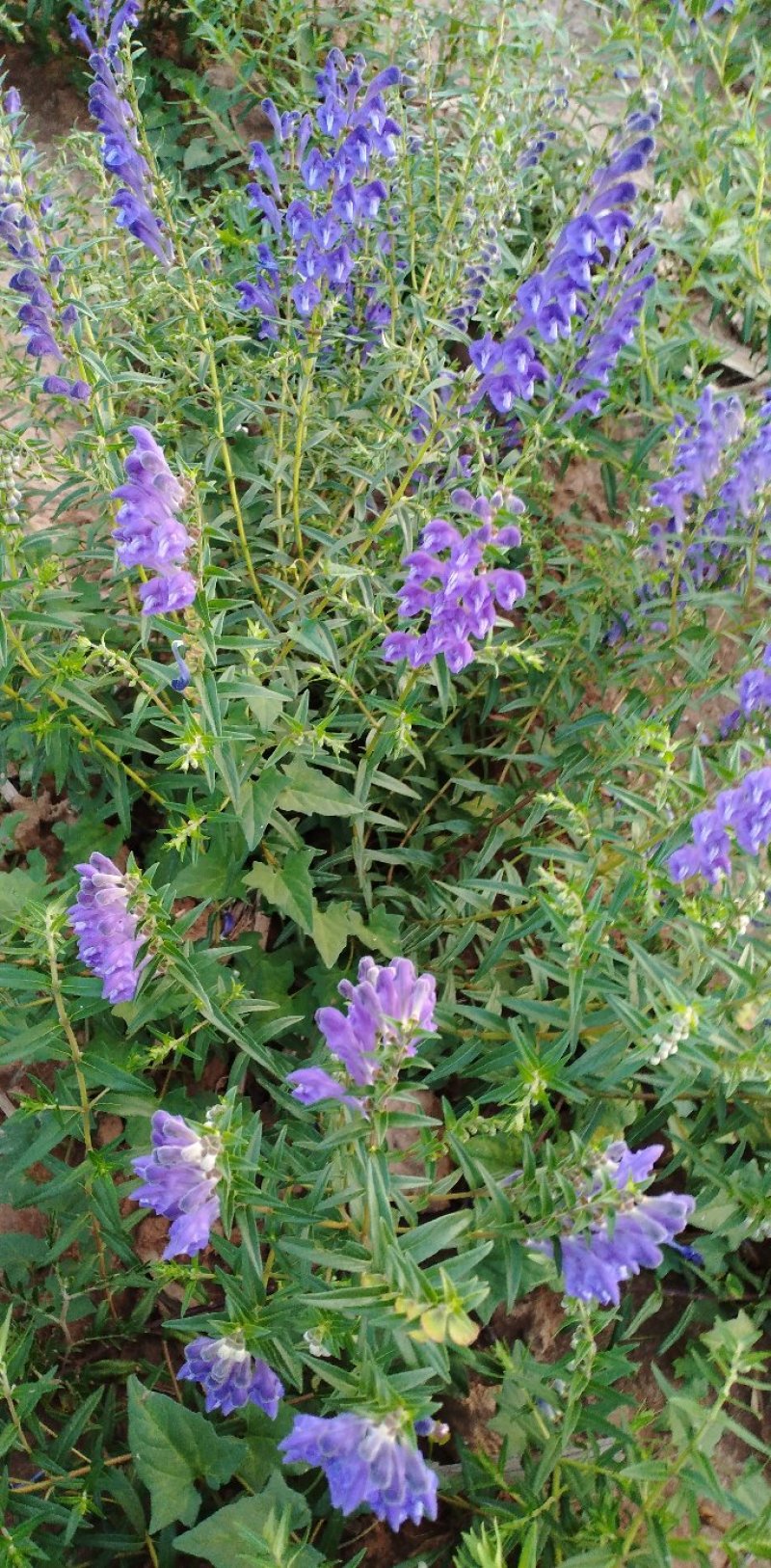 新品种黄芩