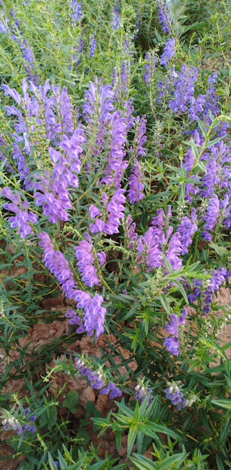 新品种黄芩