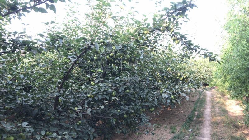 大量供应早熟梨，65起，，2.4元