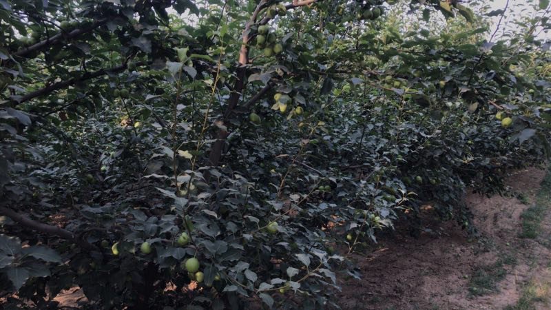 大量供应早熟梨，65起，，2.4元