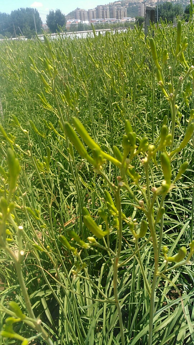 黄花菜大量出售
