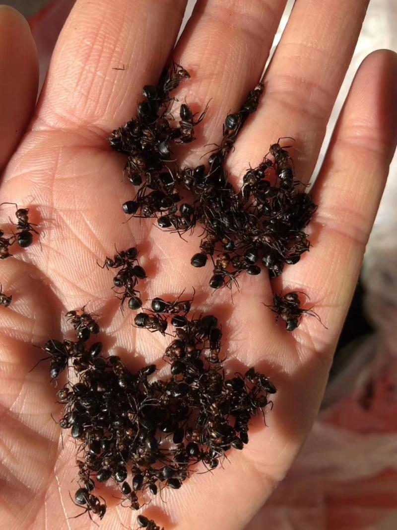 东北野生黑蚂蚁500g大蚂蚁干泡酒料蚂蚁正品长白山给蚂蚁