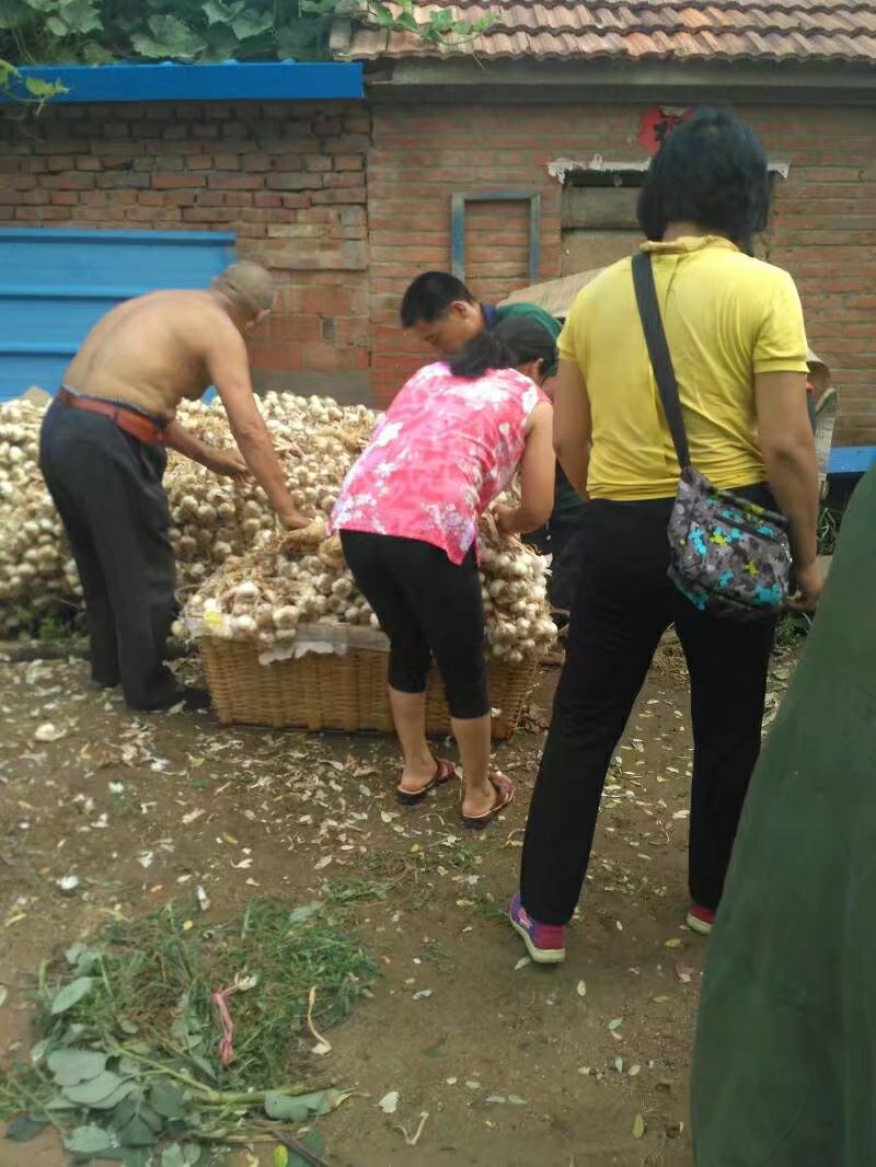 大蒜代收红皮脱毒四六瓣潍坊附近种植量很大