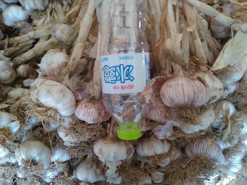 大蒜代收红皮脱毒四六瓣潍坊附近种植量很大