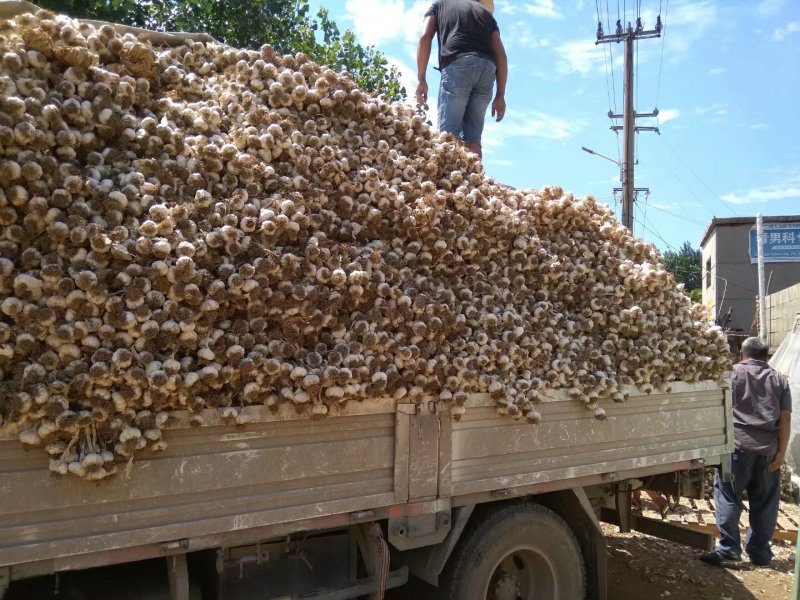 大蒜代收红皮脱毒四六瓣潍坊附近种植量很大
