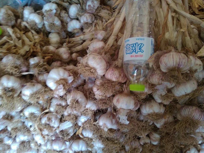 大蒜代收红皮脱毒四六瓣潍坊附近种植量很大