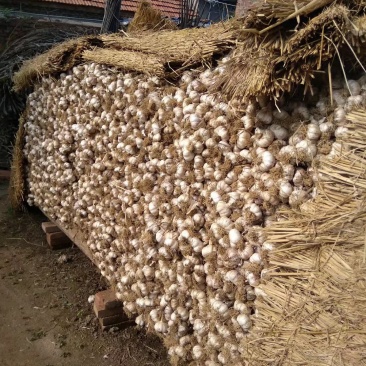 大蒜代收红皮脱毒四六瓣潍坊附近种植量很大