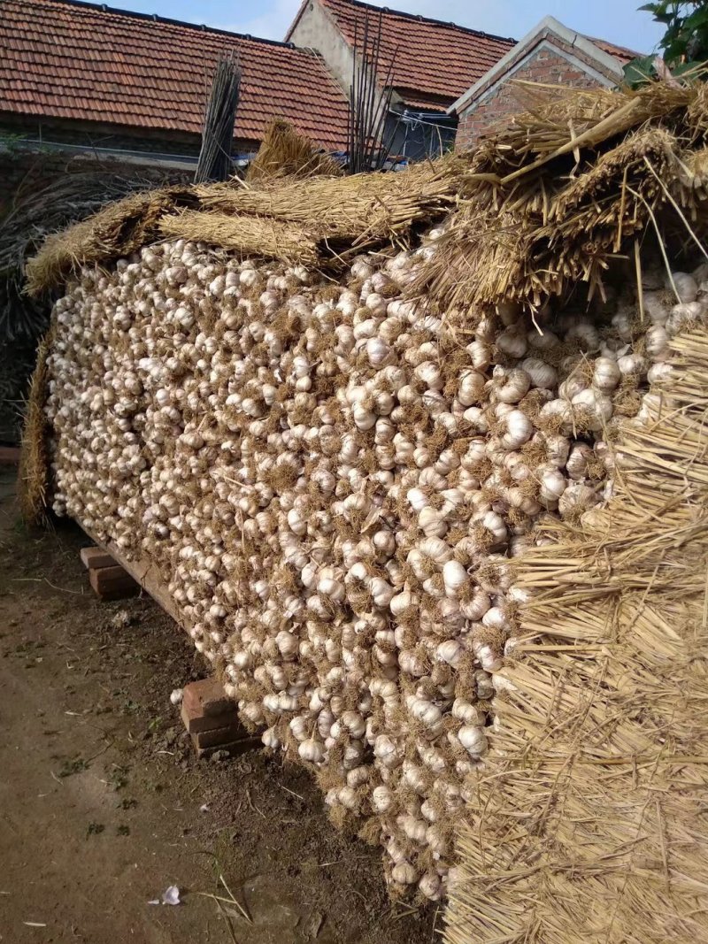 大蒜代收红皮脱毒四六瓣潍坊附近种植量很大