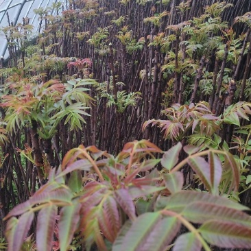 红油6号香椿苗基地直发提供种植技术指导