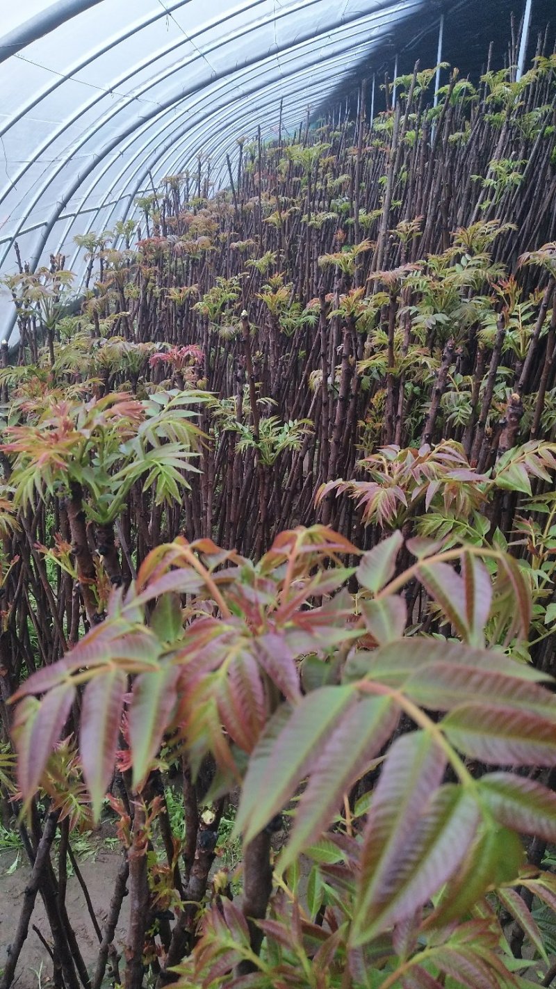 红油6号香椿苗基地直发提供种植技术指导