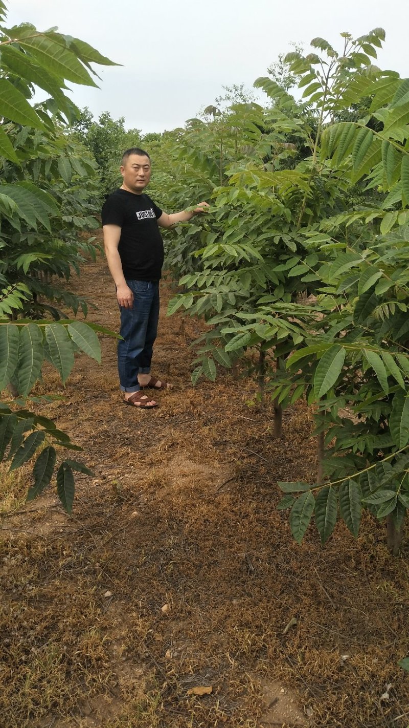 红油6号香椿苗基地直发提供种植技术指导