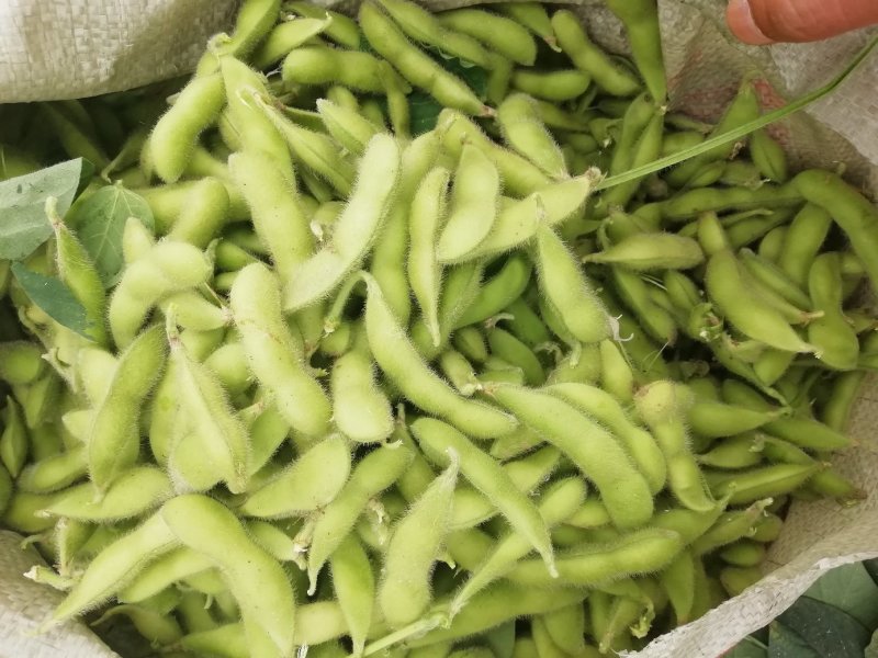 毛豆已上市，翠绿宝大棚种植，设备齐全需要的联系。