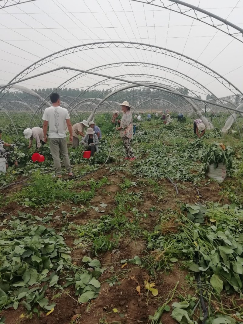 毛豆已上市，翠绿宝大棚种植，设备齐全需要的联系。