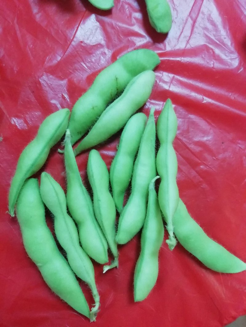 毛豆已上市，翠绿宝大棚种植，设备齐全需要的联系。