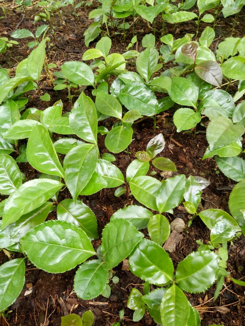 古树茶甜茶苗（大叶普洱茶）