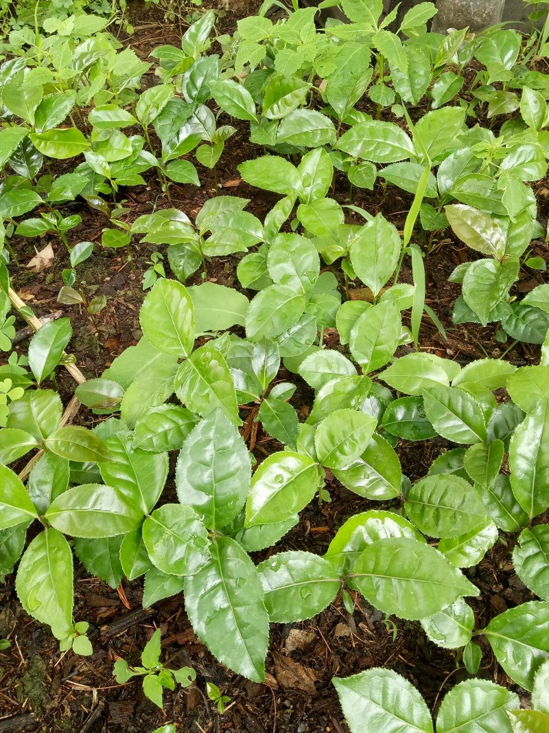 古树茶甜茶苗（大叶普洱茶）