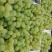 维多利亚葡萄1.5~2斤5%以下