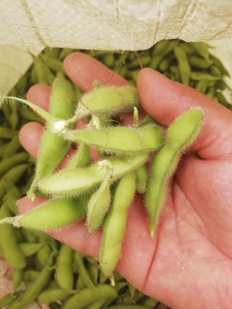 毛豆翠绿宝已上市，大棚种植的，设备冷库齐全。