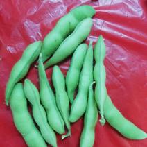 毛豆翠绿宝已上市，大棚种植的，设备冷库齐全。
