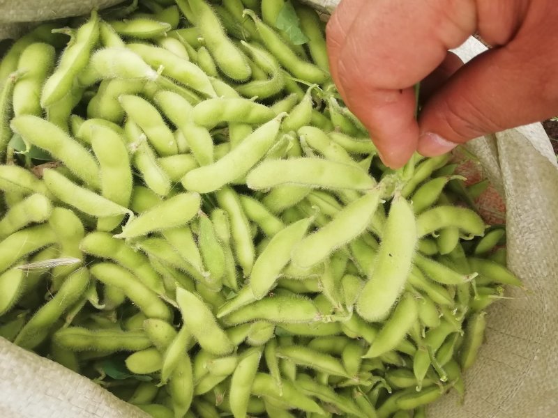 毛豆翠绿宝已上市，大棚种植的，设备冷库齐全。