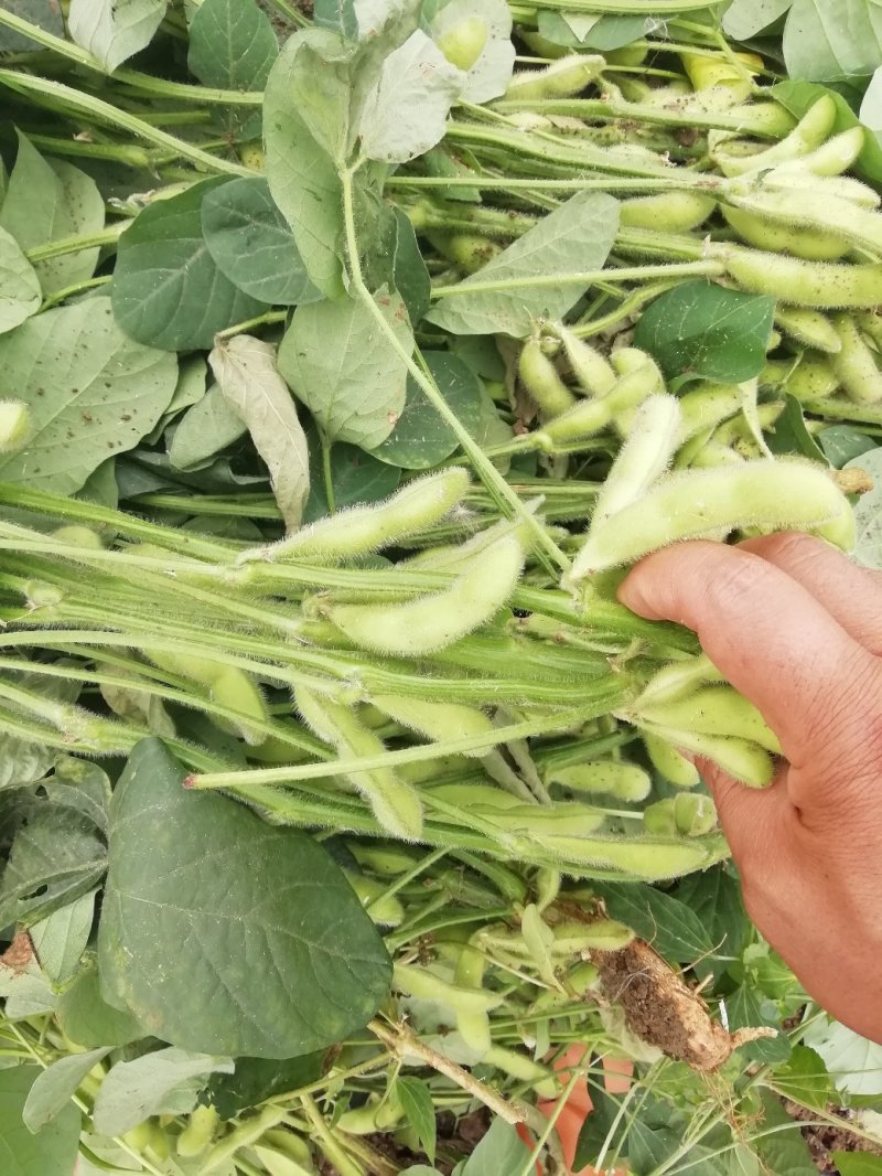 毛豆翠绿宝已上市，大棚种植的，设备冷库齐全。