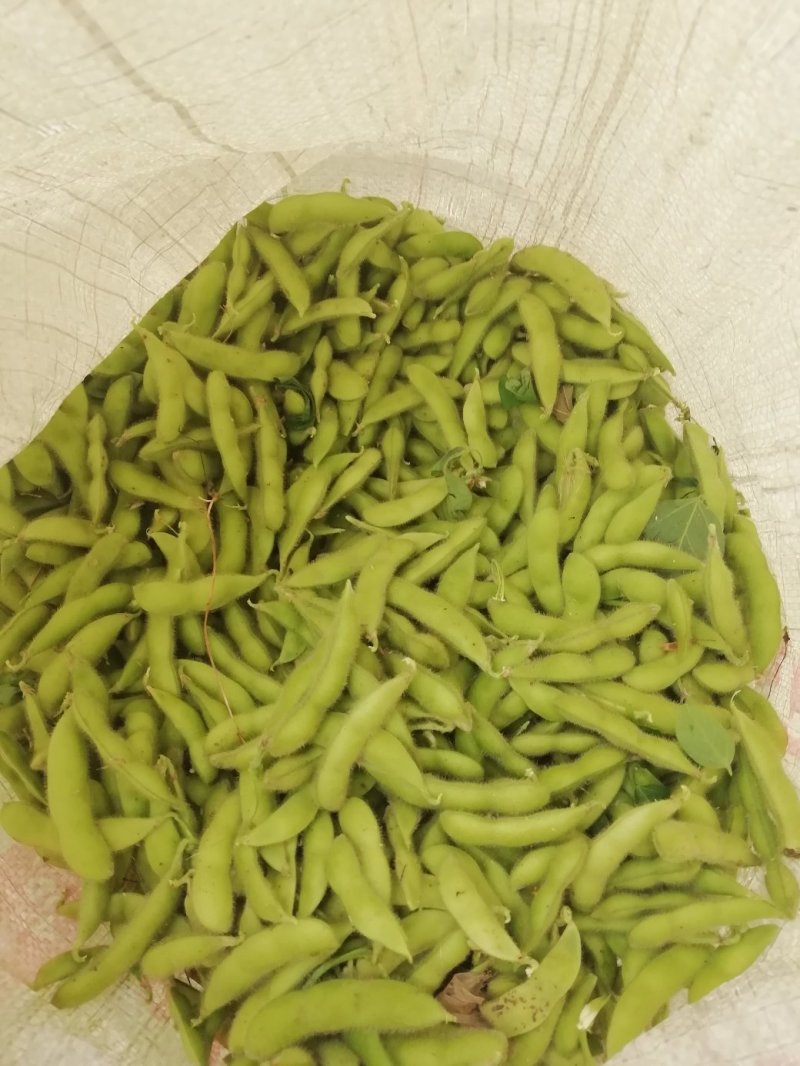 毛豆翠绿宝已上市，大棚种植的，设备冷库齐全。